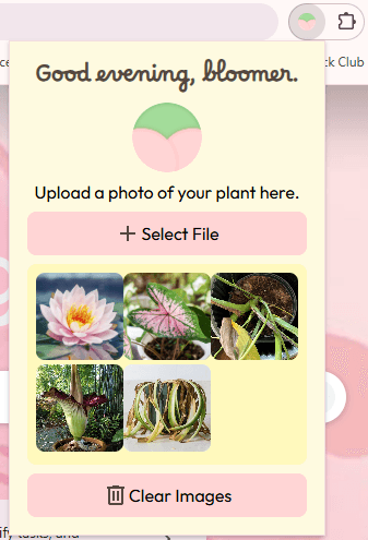 Screenshot of Bloomia